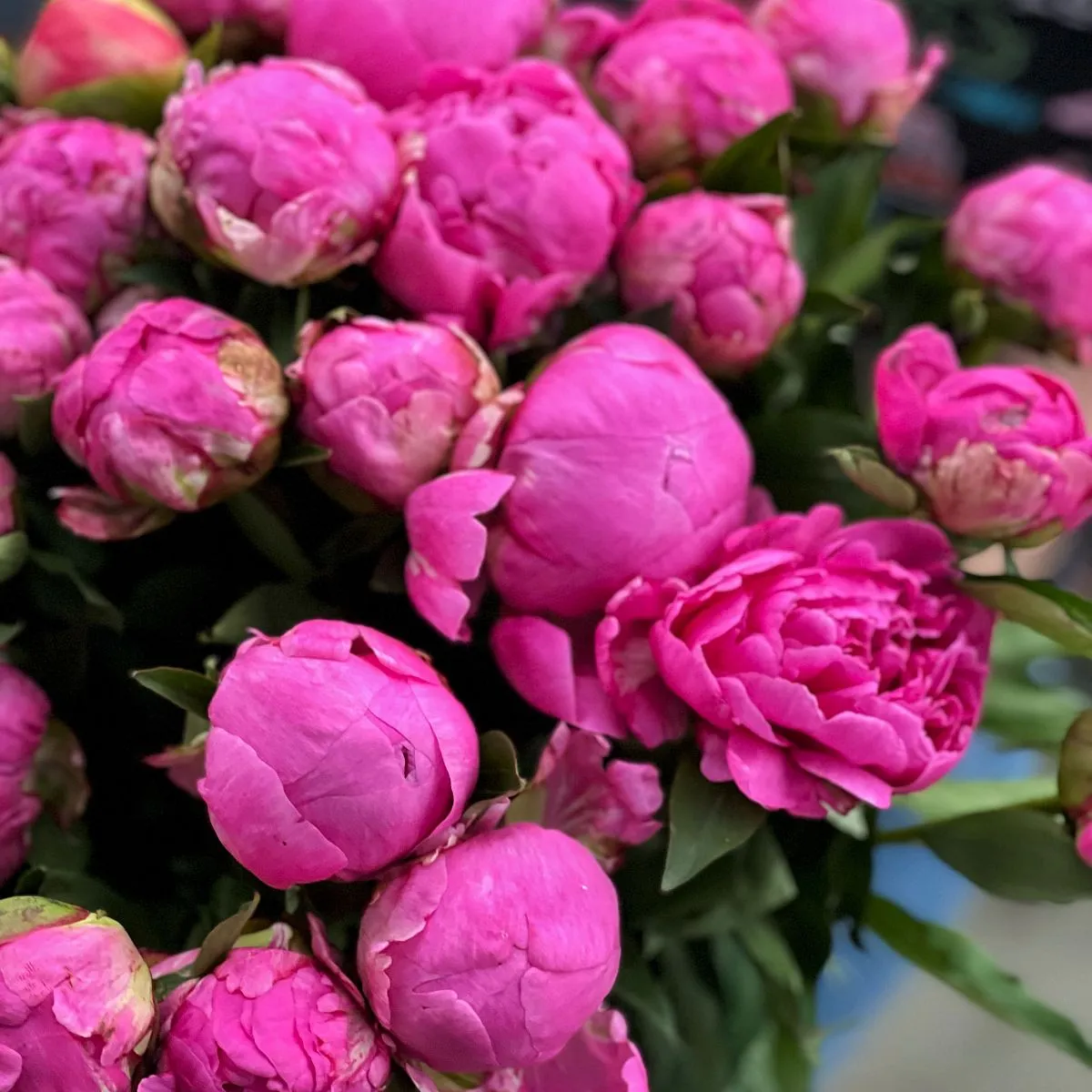 49 розовых пионов
