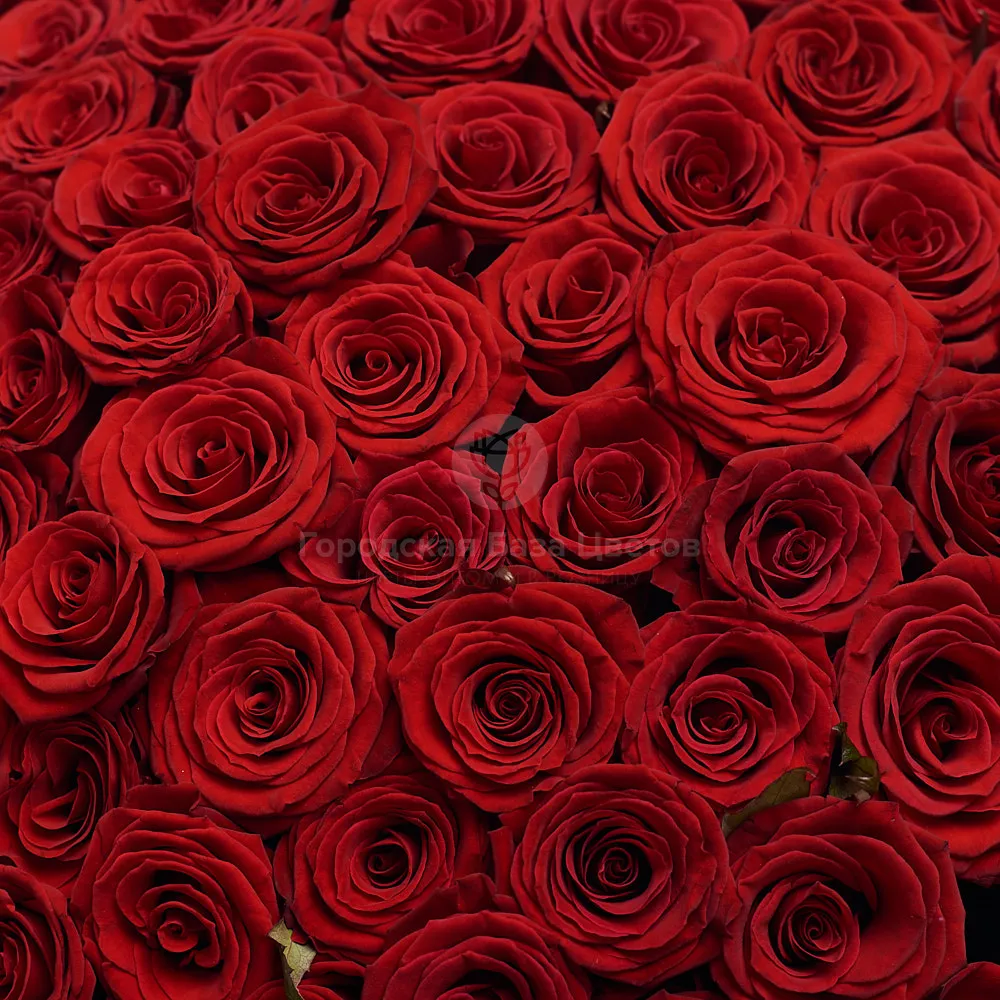121 красная роза (70 см)