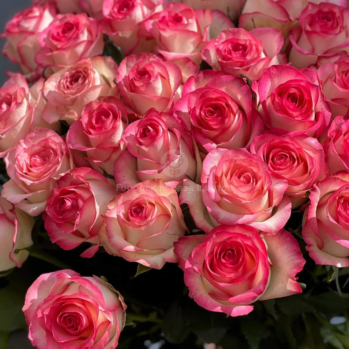 43 бело-розовых роз (60 см)
