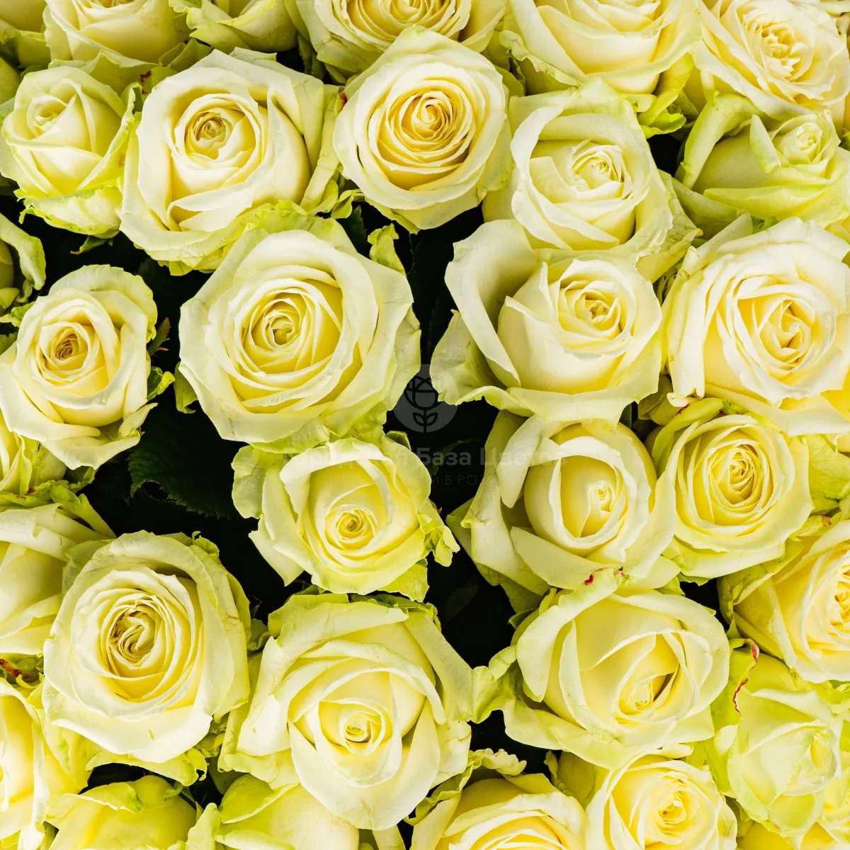111 бело-зеленых роз (70 см)