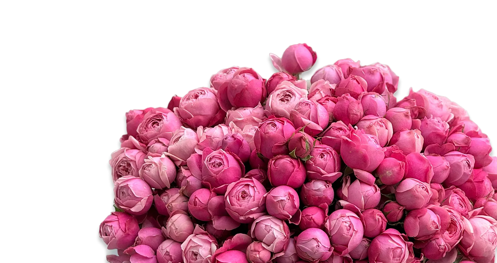 flower-image