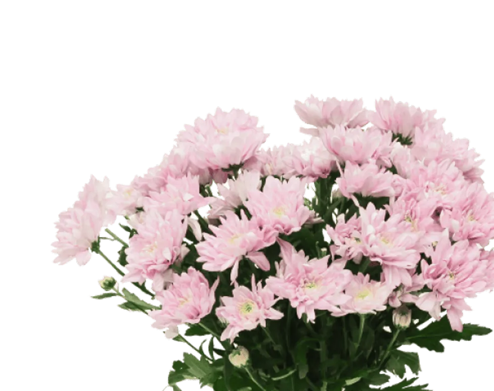 flower-image