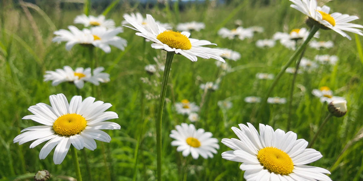 Ромашки Ромашки