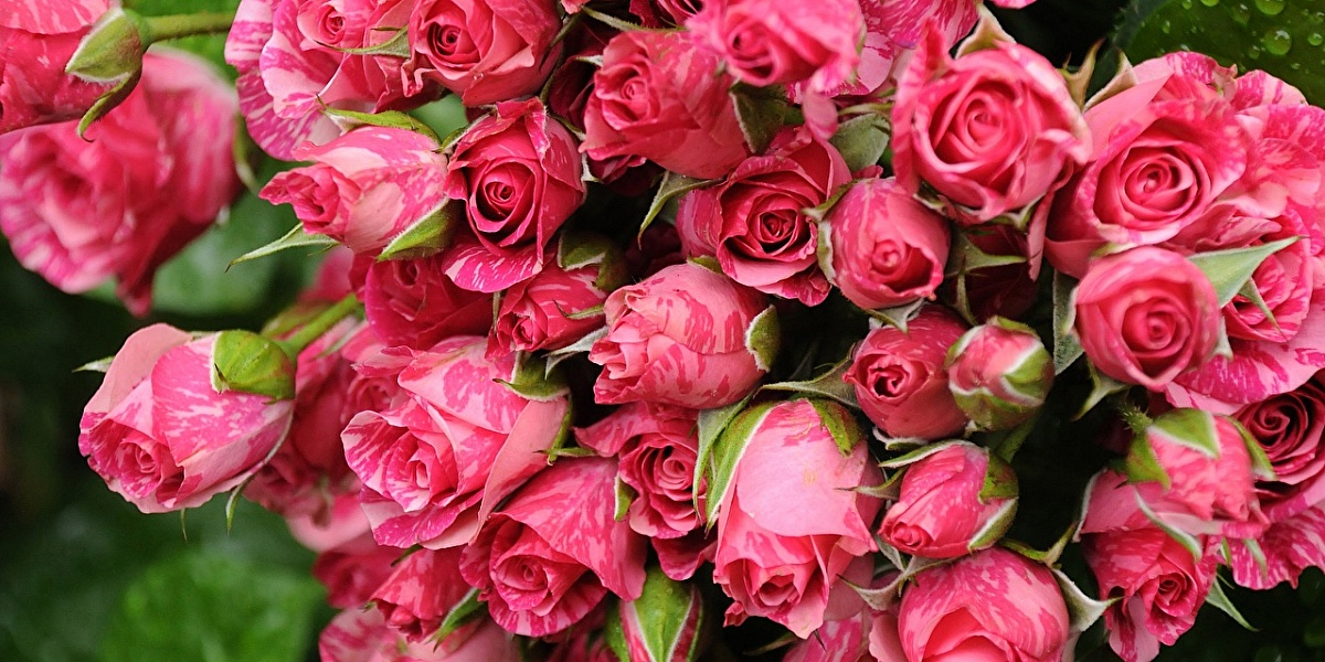 Кустовые мелкие розы, популярные сорта, как составлять букет — Читайте вблоге «Городской Базы Цветов»
