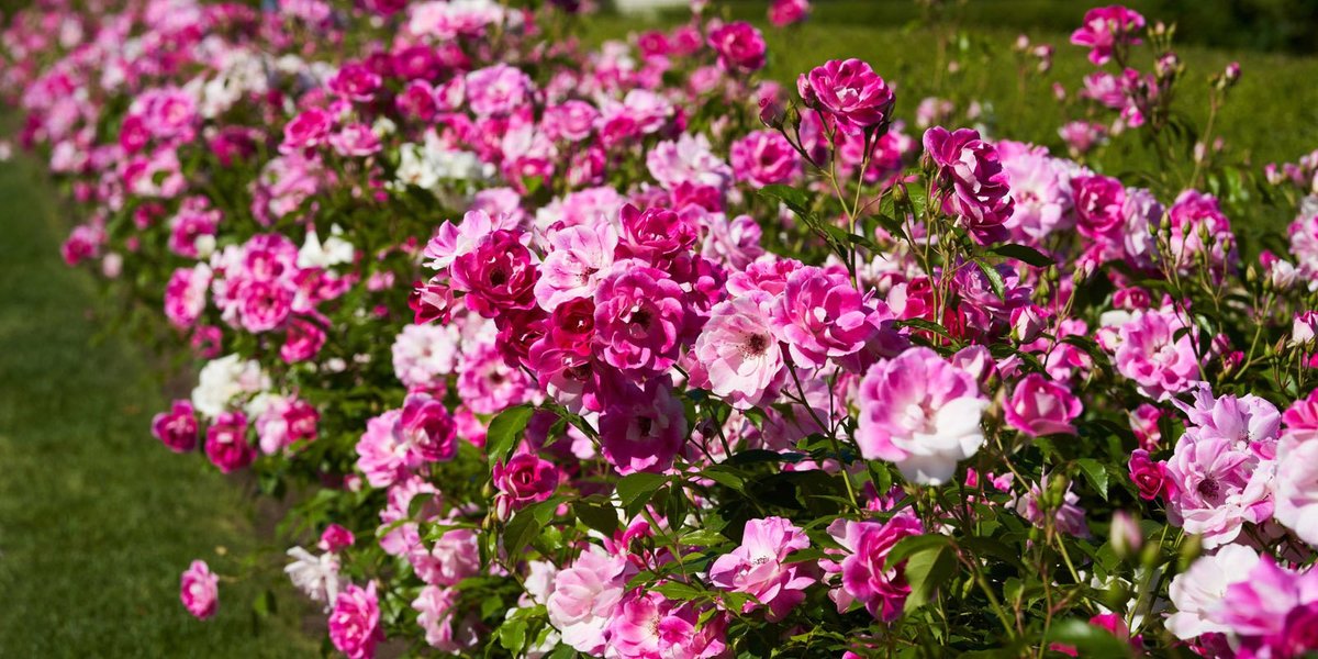 Разновидности роз - сорта и виды — Читайте в блоге «Городской Базы Цветов»