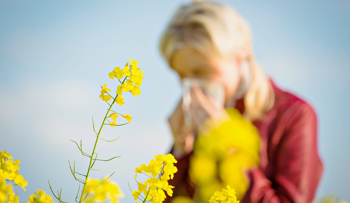 Какие цветы можно подарить аллергику?