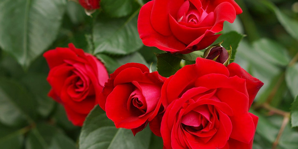 Когда и кому уместно подарить букет из красных роз — Читайте в блоге«Городской Базы Цветов»