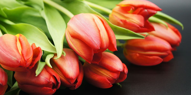 Почему весной дарят именно тюльпаны?