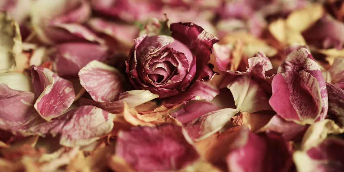 Как засушить лепестки роз