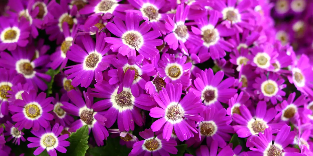 Цветы рода Пиретрум