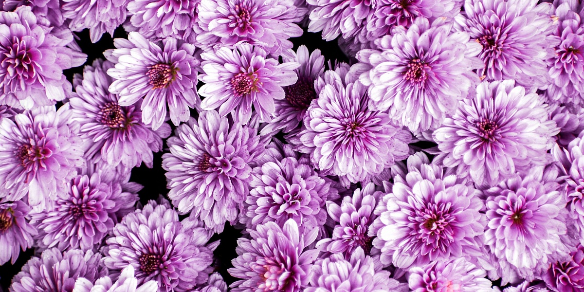 Самые популярные цветы в России — Читайте в блоге «Городской Базы Цветов»