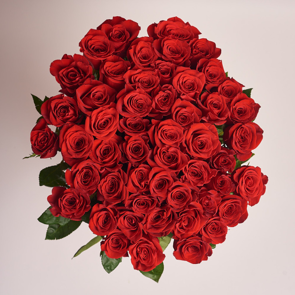 51 ярко-красная роза (100 см)