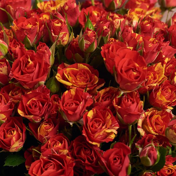 25 красно-желтых роз (50 см)