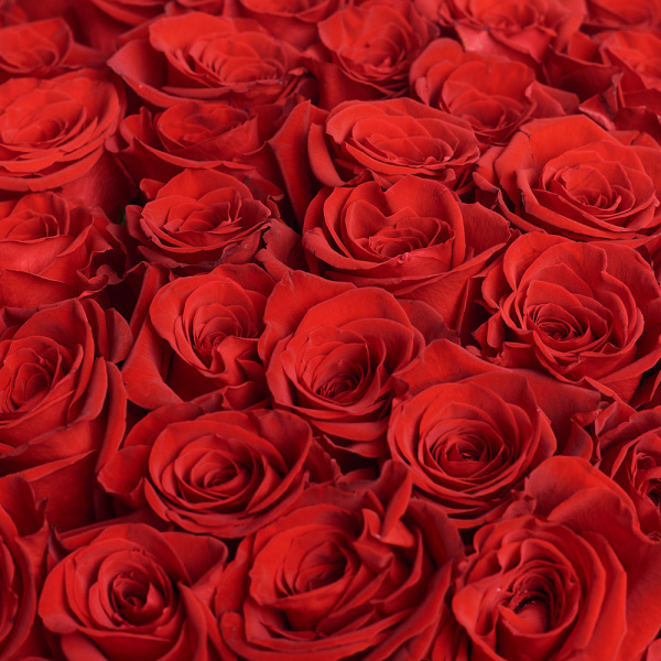 51 ярко-красная роза (100 см)