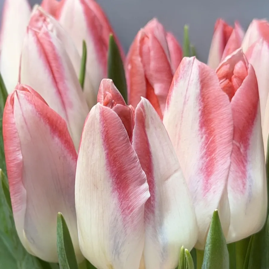 Букет из тюльпанов