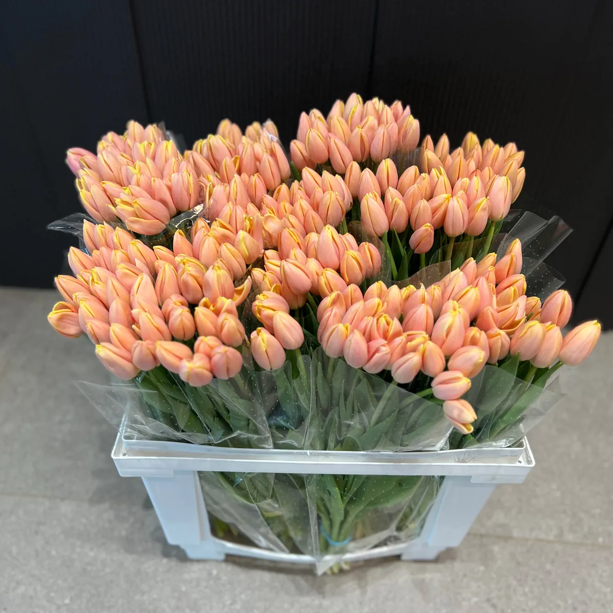 53 коралловых тюльпанафото №1 53 коралловых тюльпана