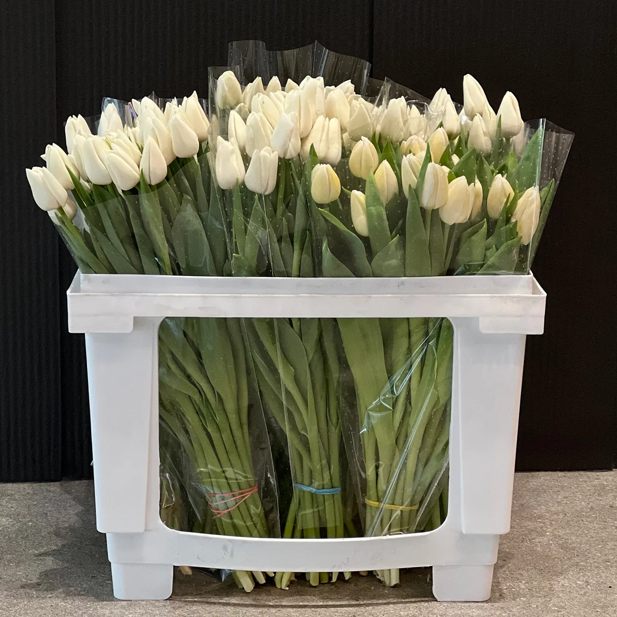 29 белых тюльпановфото №1 29 белых тюльпанов