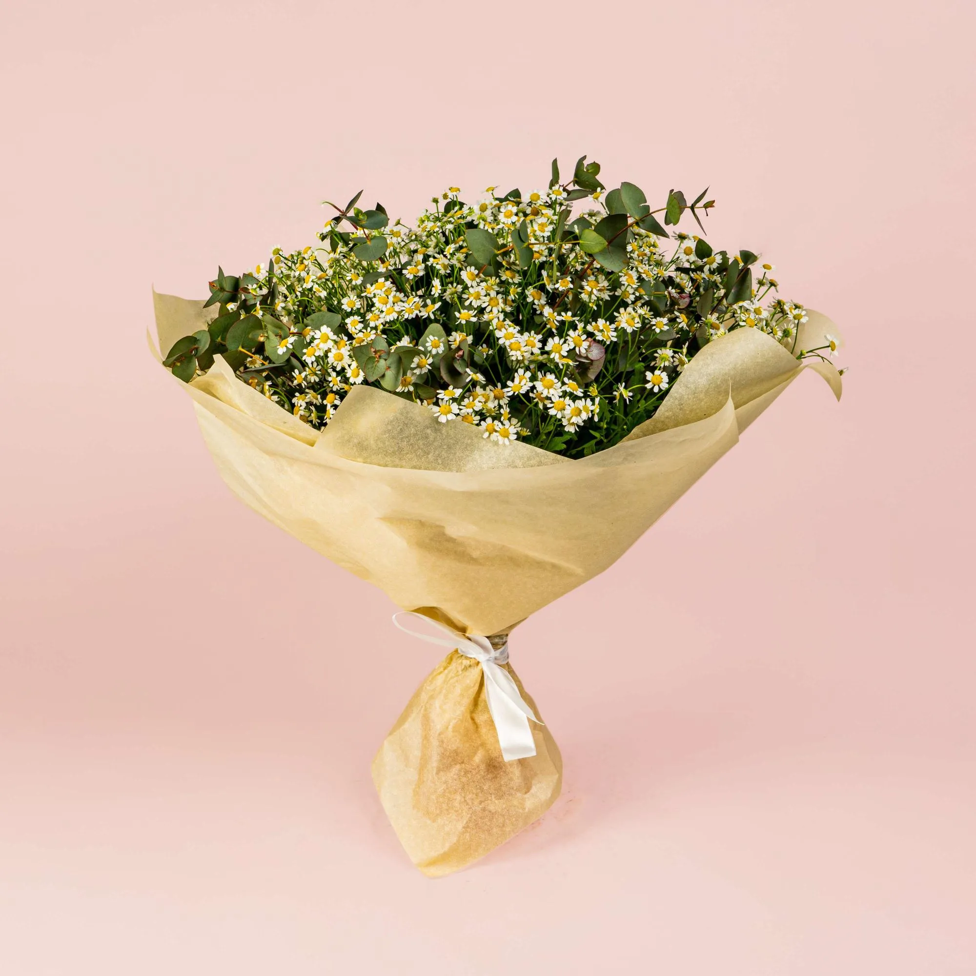 25 кустовых ромашек