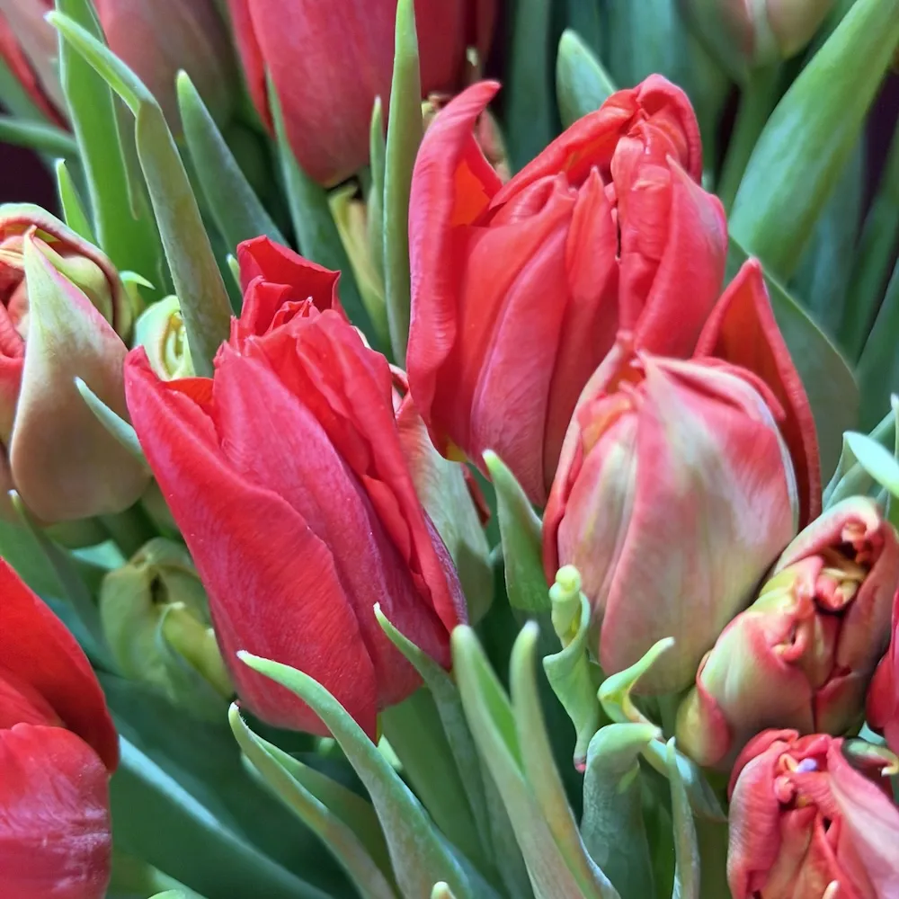 33 тюльпанов