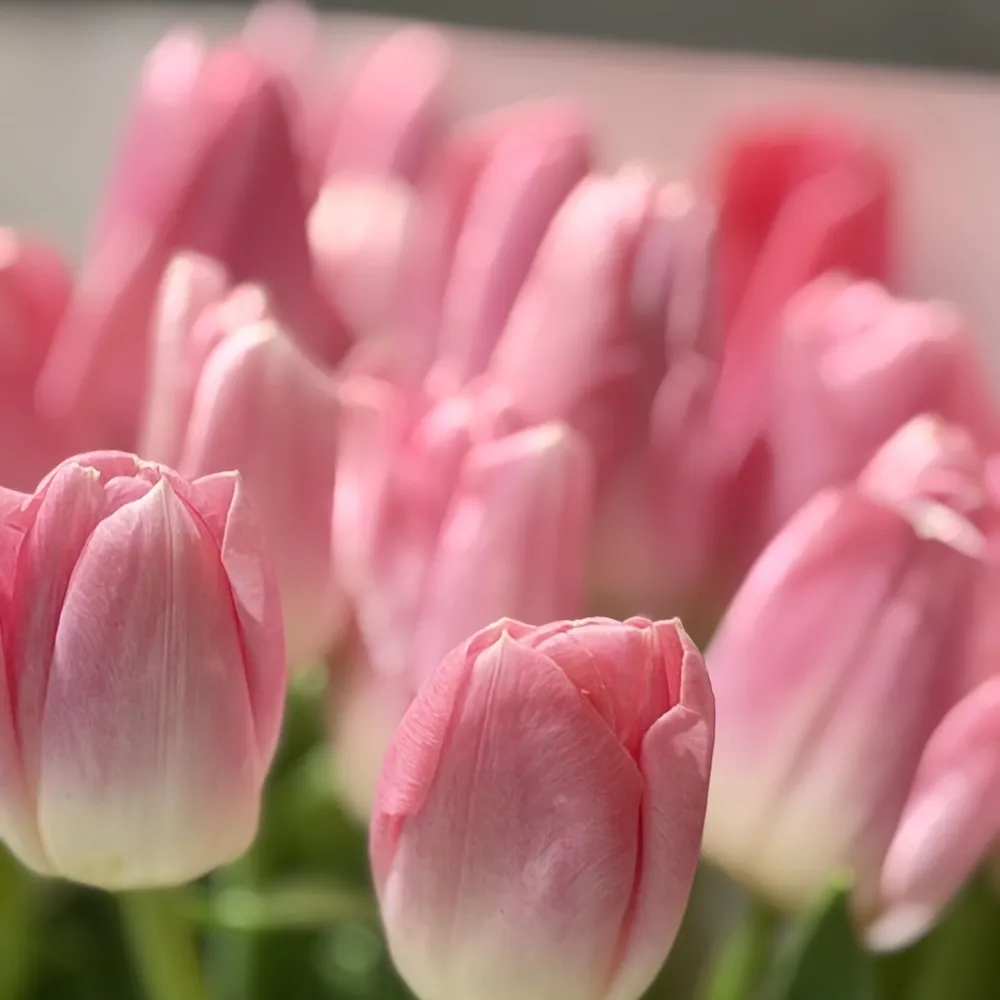 39 тюльпанов