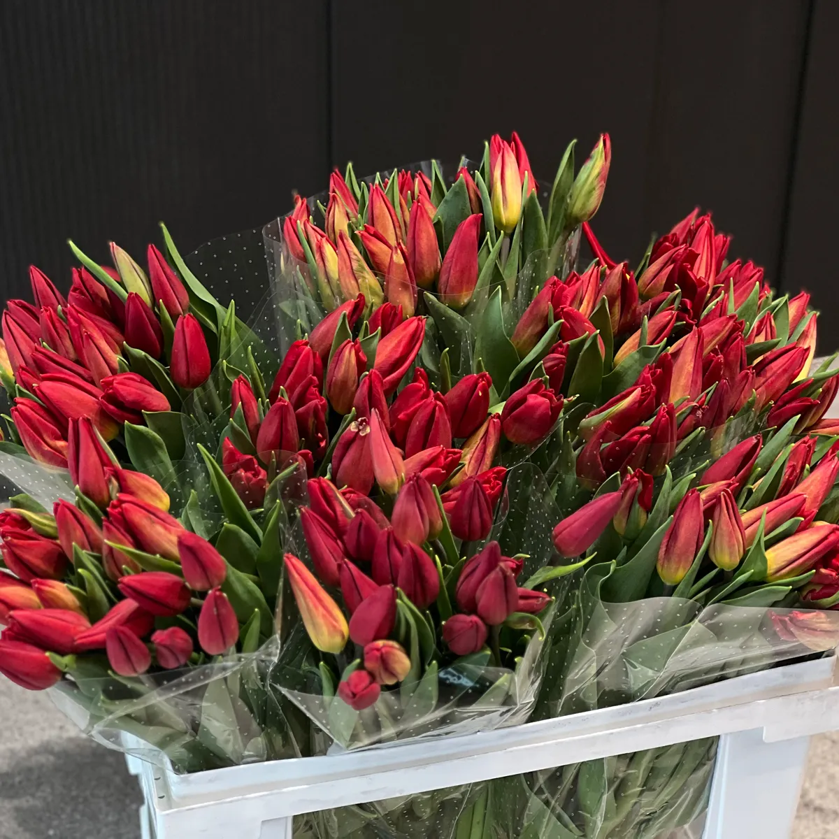 53 красных тюльпанафото №2 53 красных тюльпана