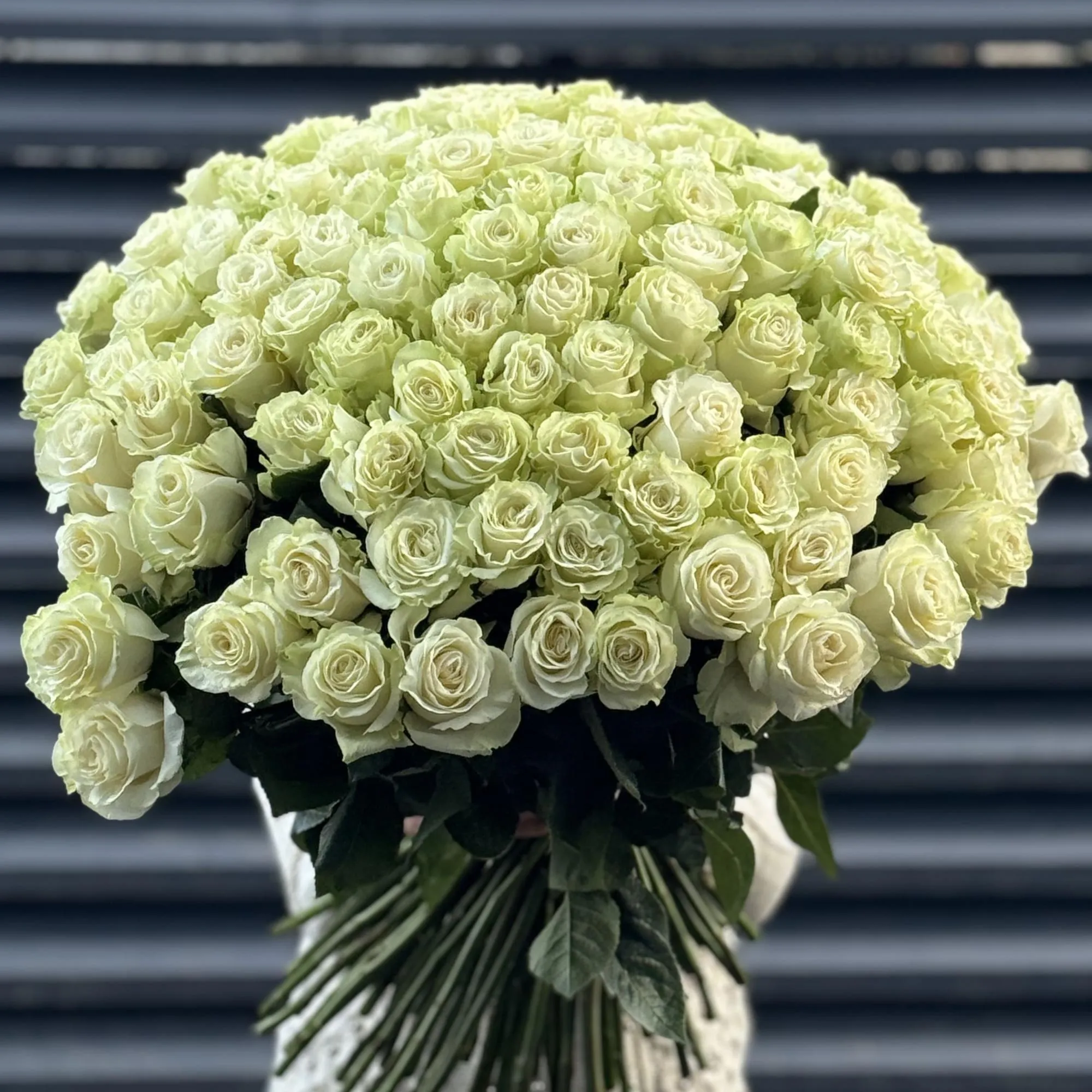 Букет 301 бело-зеленая роза эквадор (70см)