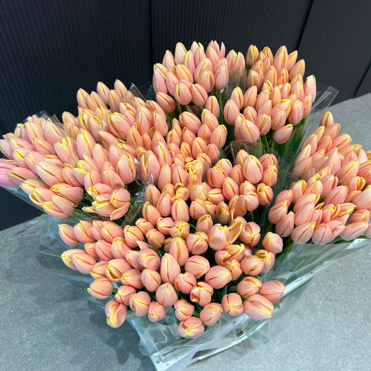 53 коралловых тюльпанафото №3 53 коралловых тюльпана