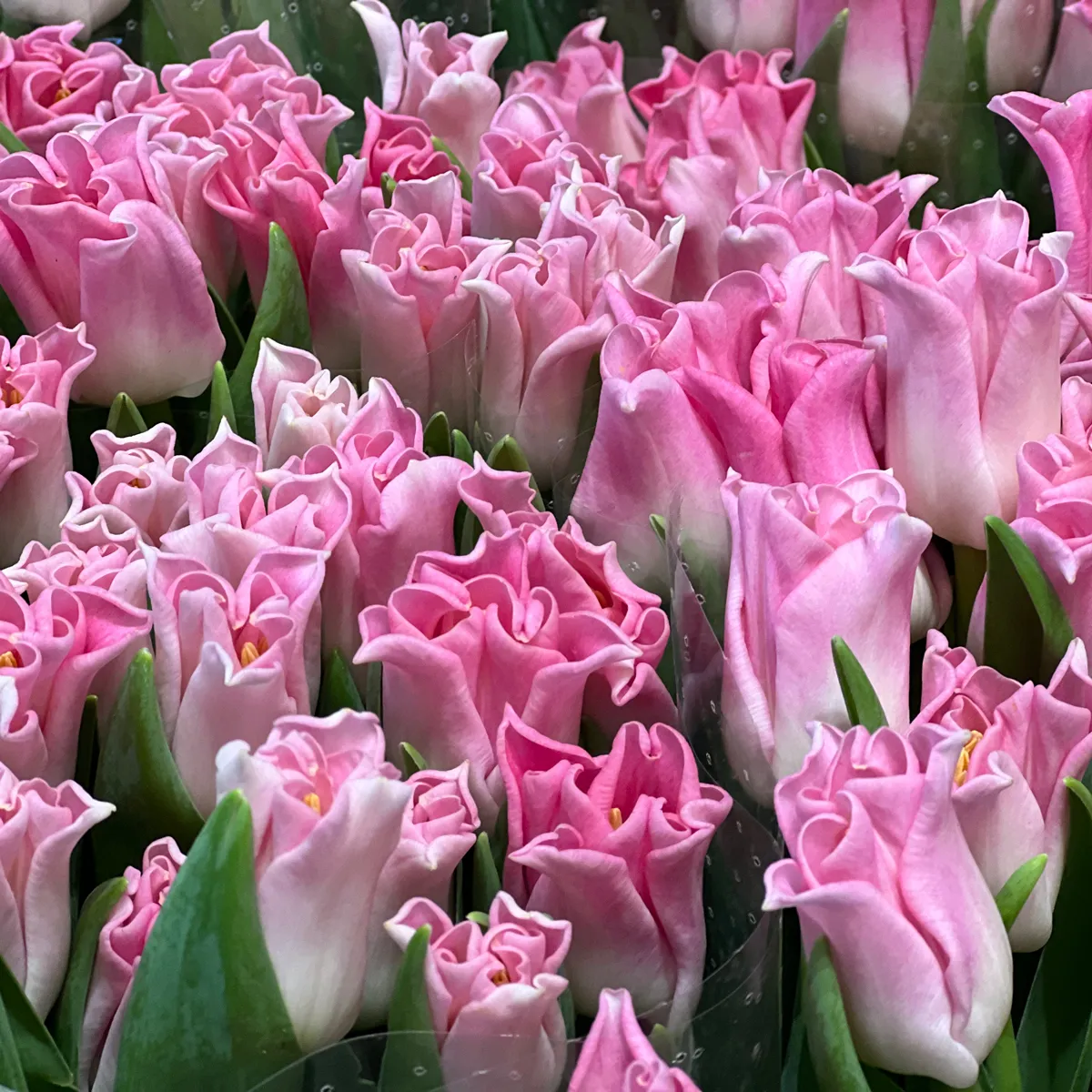 45 светло-розовых тюльпанов