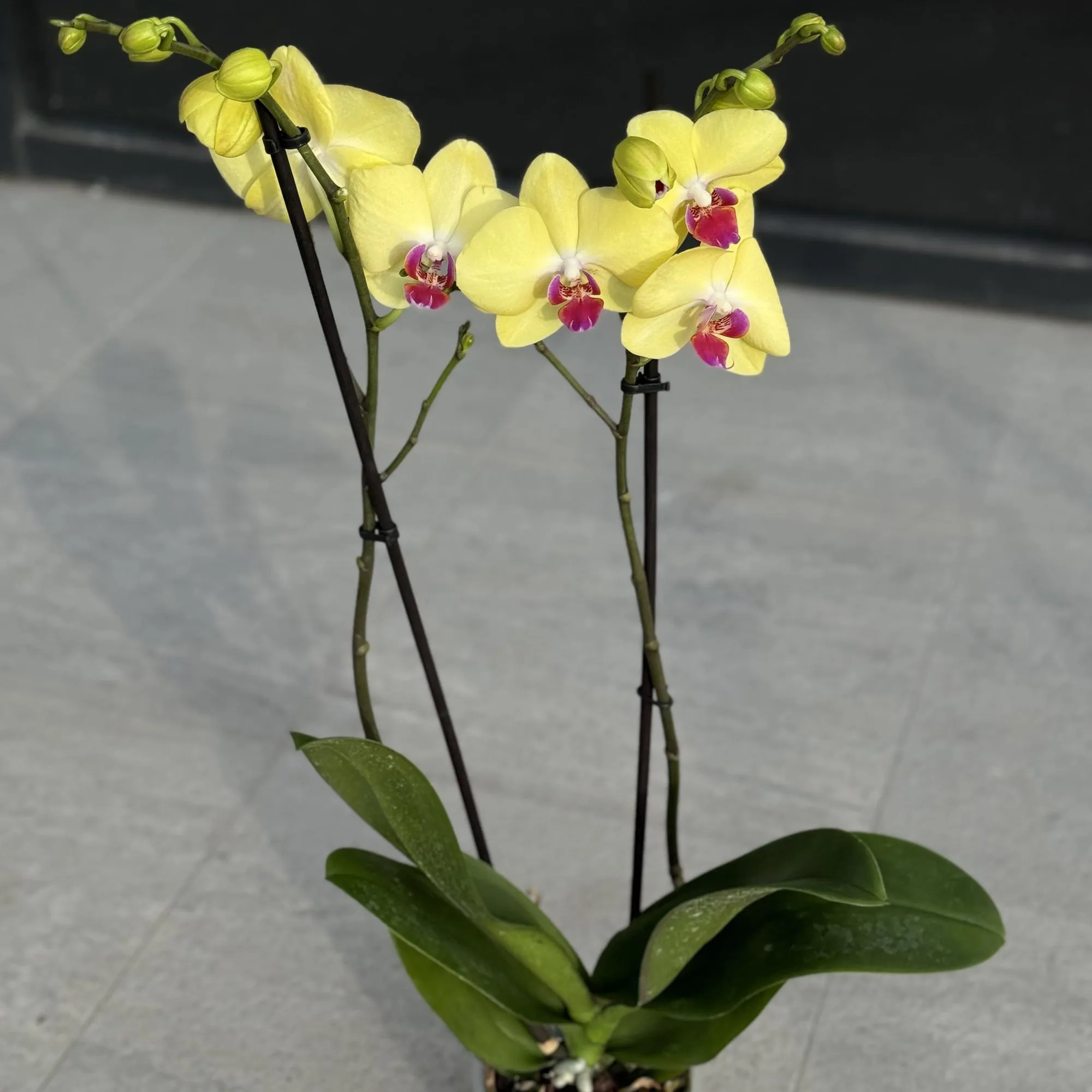 Орхидея в горшке жёлтая