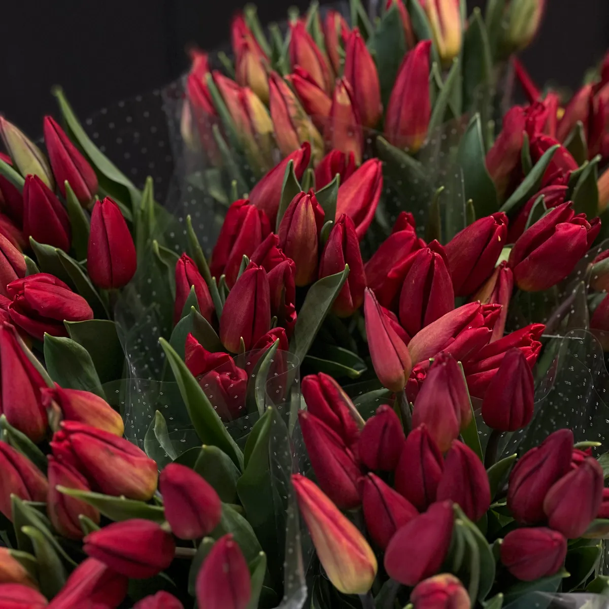 53 красных тюльпанафото №3 53 красных тюльпана