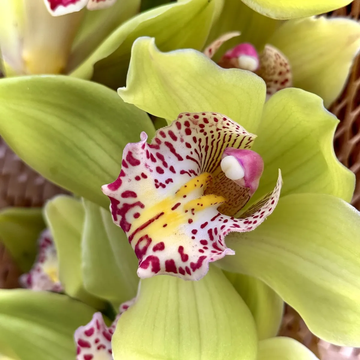 Букет из орхидей