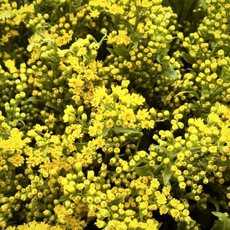 Букет из 15 солидаго