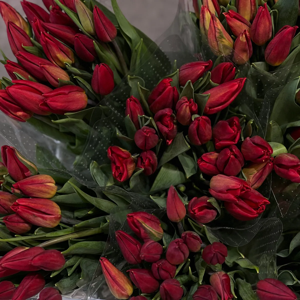 53 красных тюльпанафото №5 53 красных тюльпана