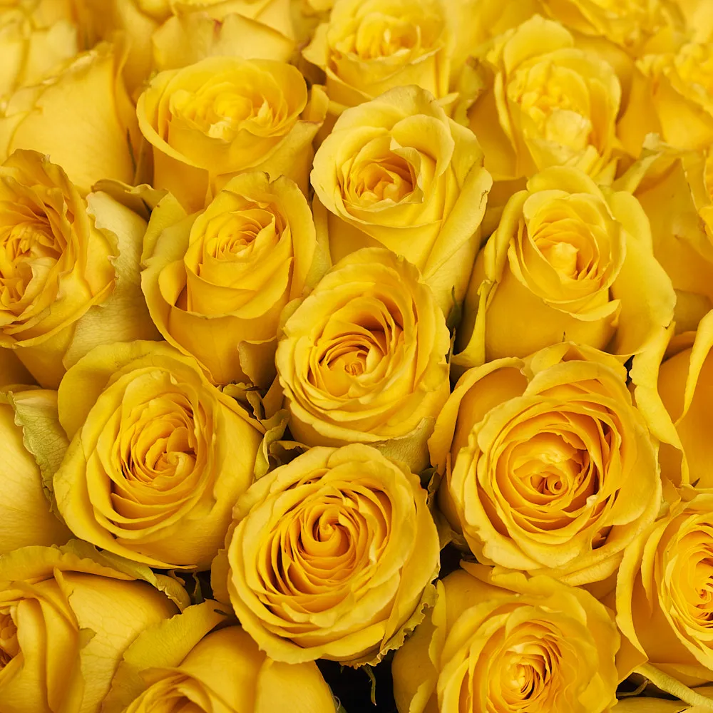 51 желтая роза (60 см)