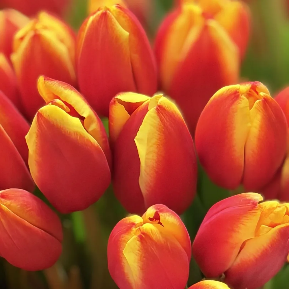 37 тюльпанов