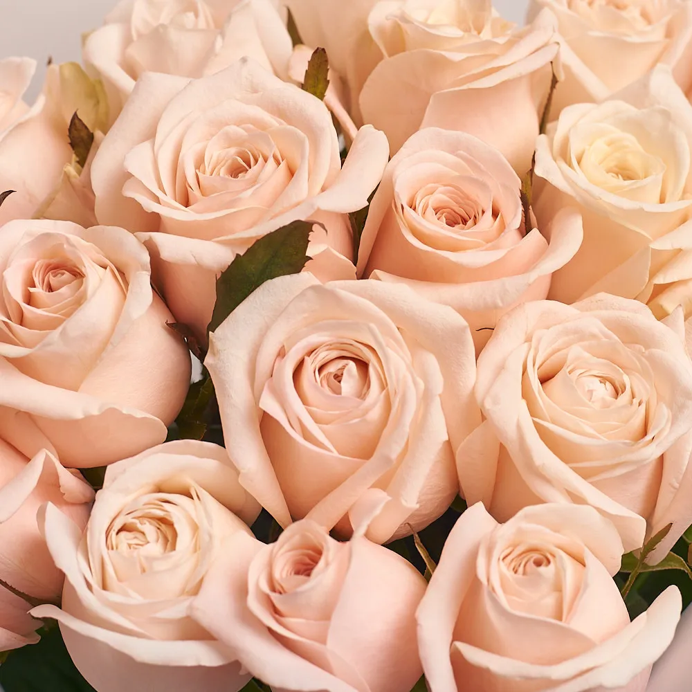 19 кремовых роз (60 см)