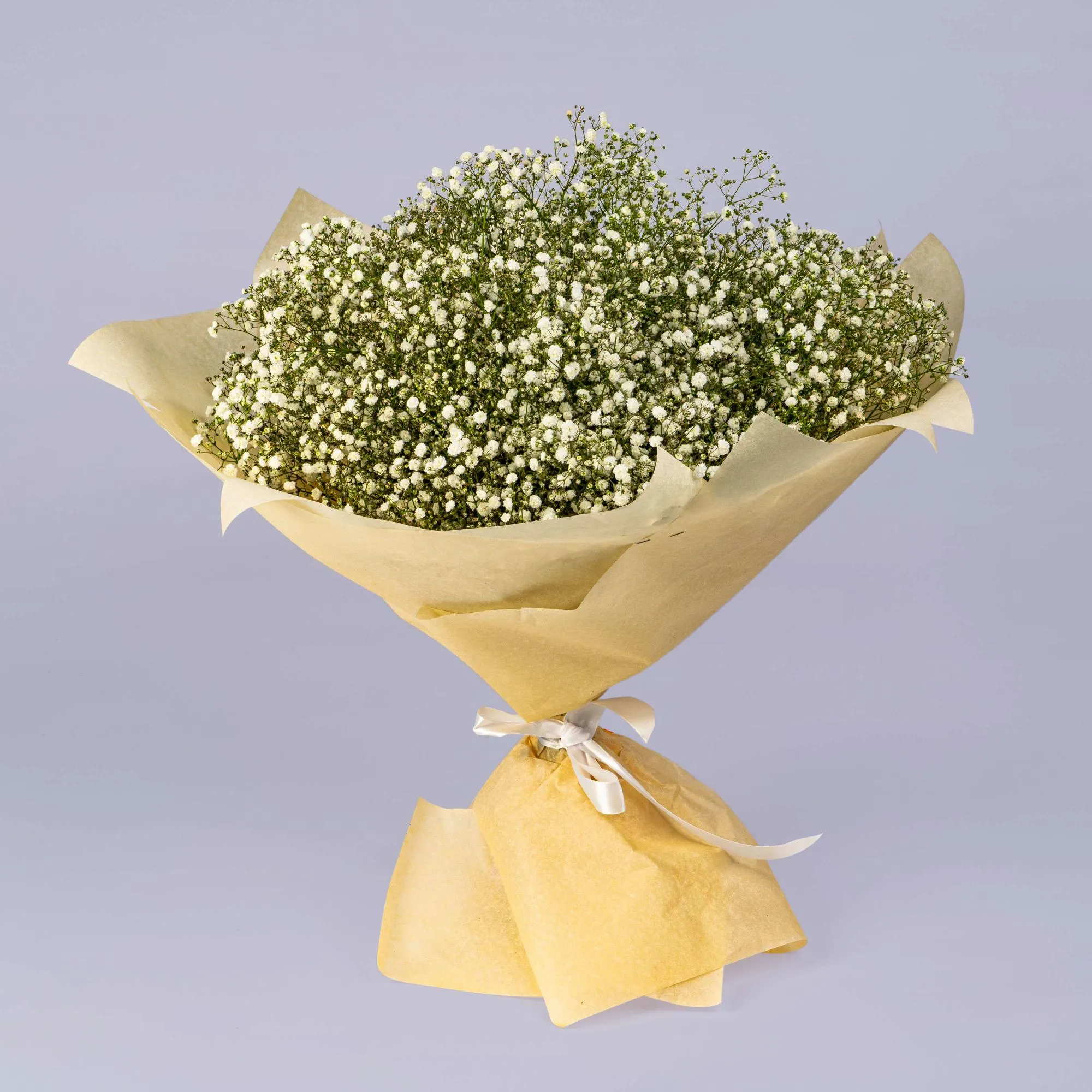 35 белых гипсофил