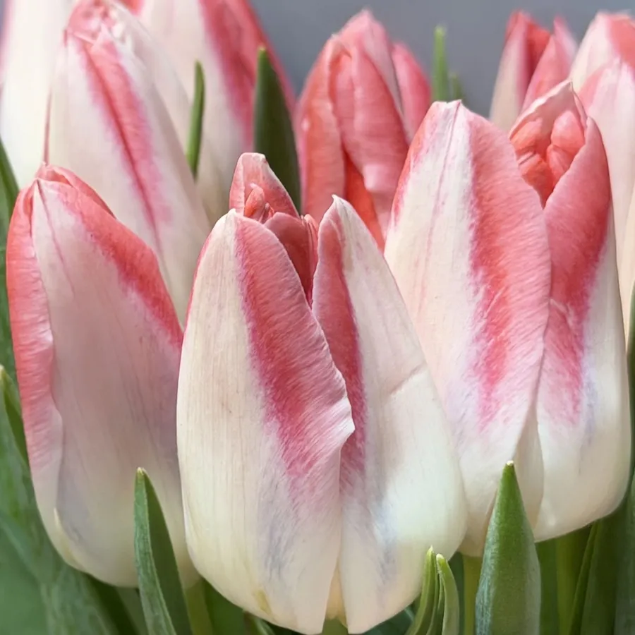 Букет из тюльпанов