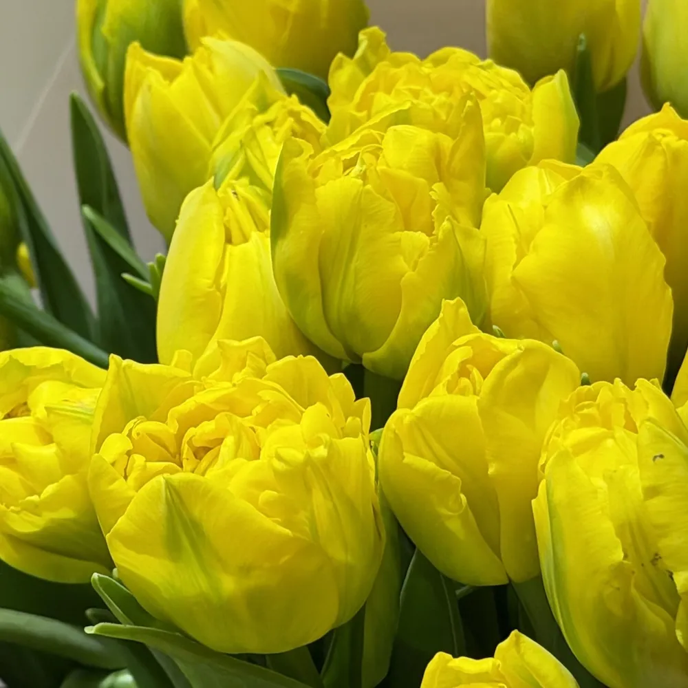 35 тюльпанов