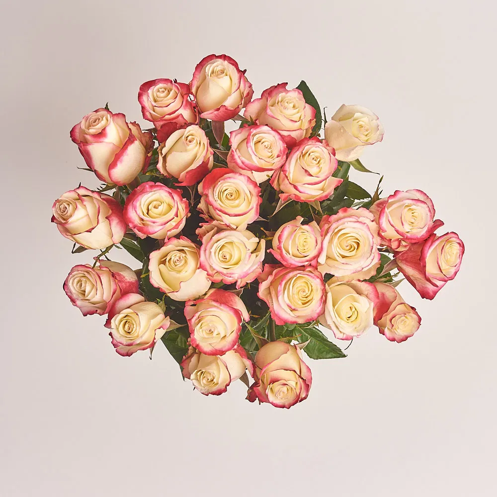 25 бело-красных роз (60 см)