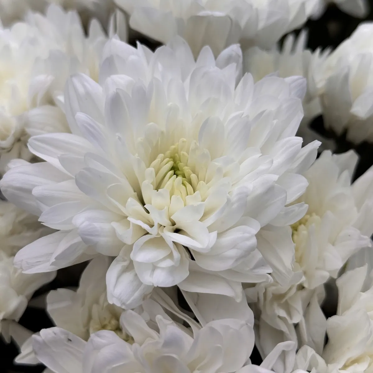 Букет из 11 хризантем