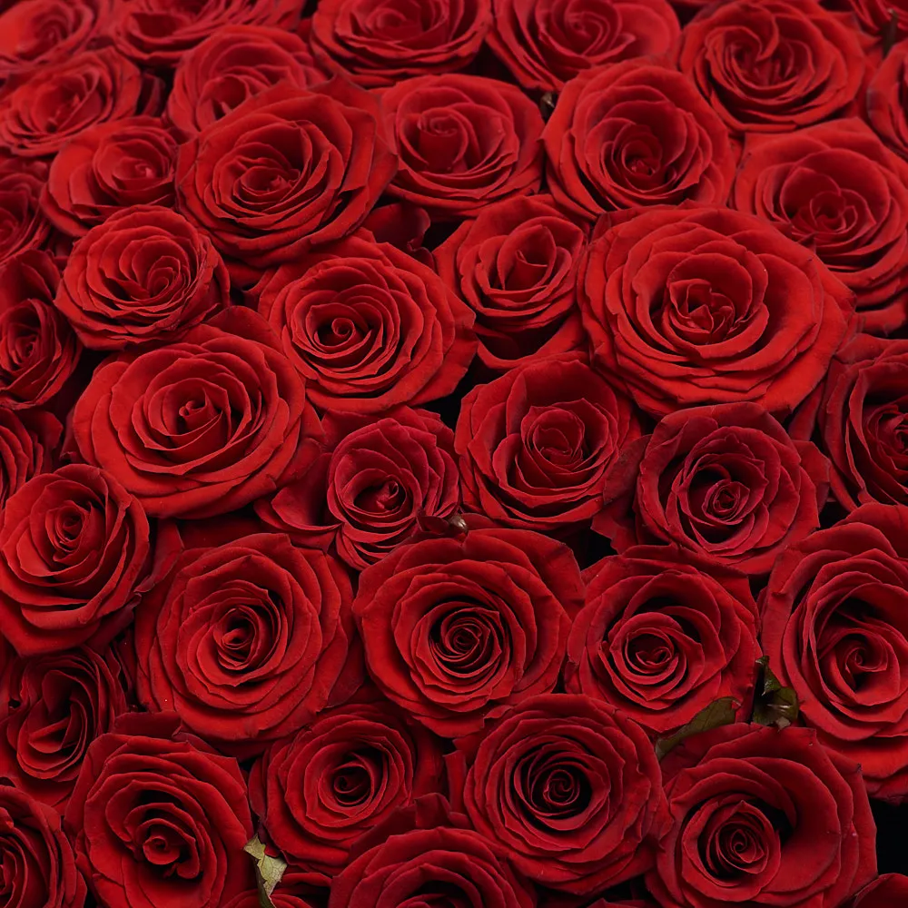 251 темно-красная роза (60 см)