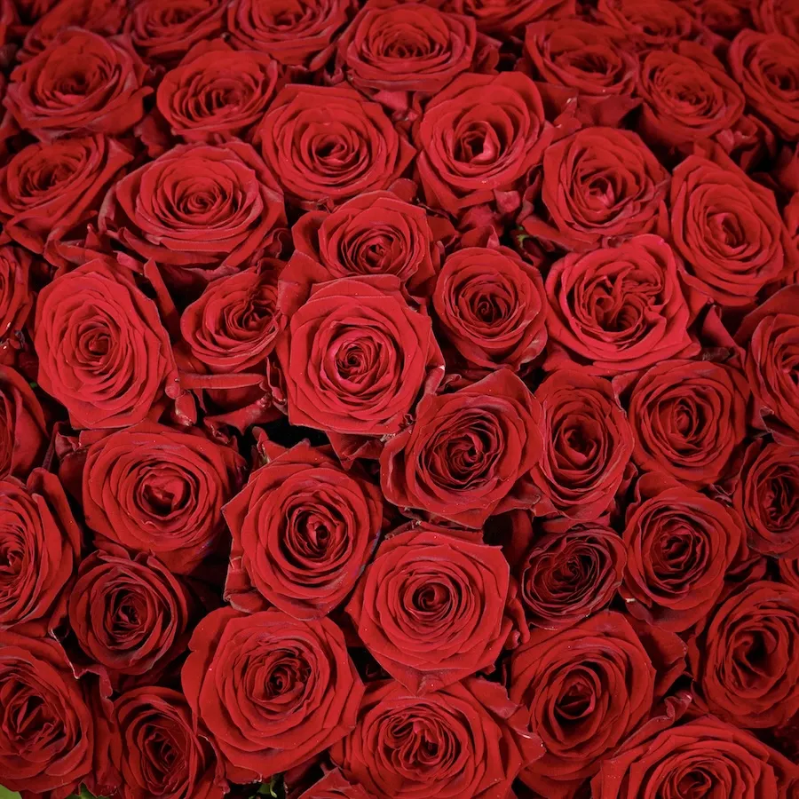 Букет из 151 розы и эвкалипта