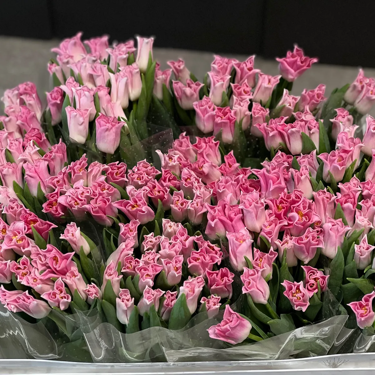 45 светло-розовых тюльпанов