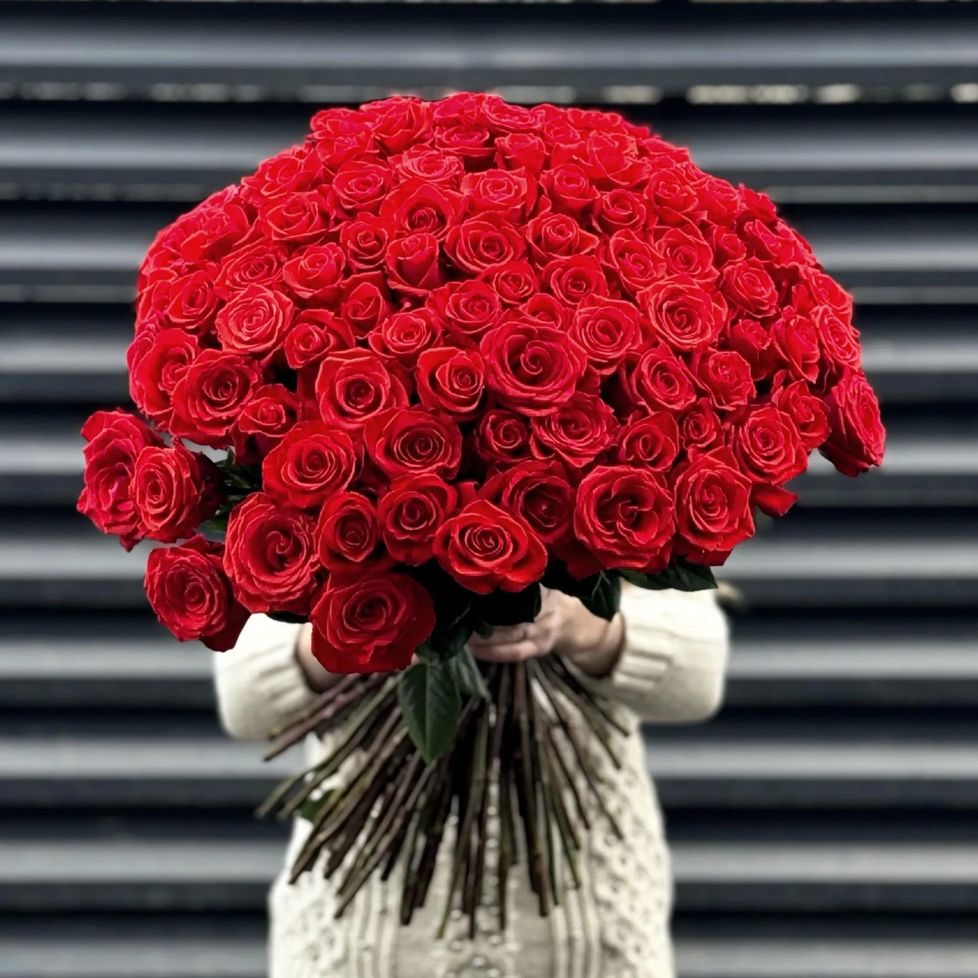Букет 101 алая роза эквадор (60см)