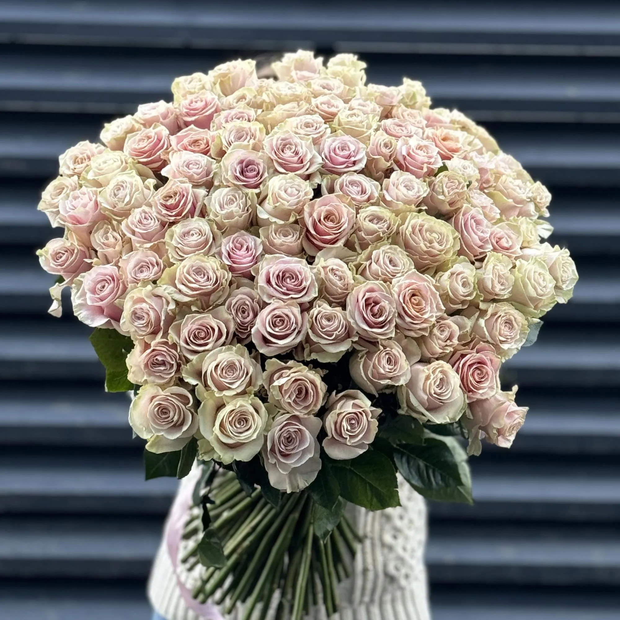 Букет 301 кремово-розовых роз эквадор (70см)