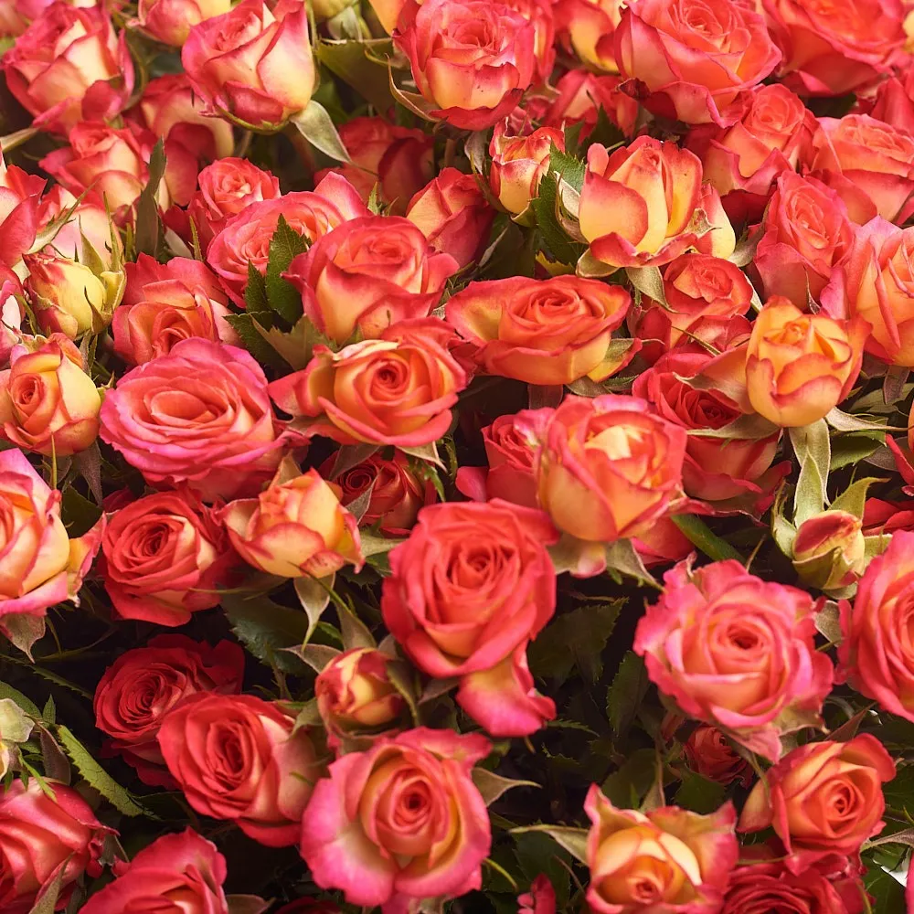 Букет из 25 красно-желтых роз (60 см)