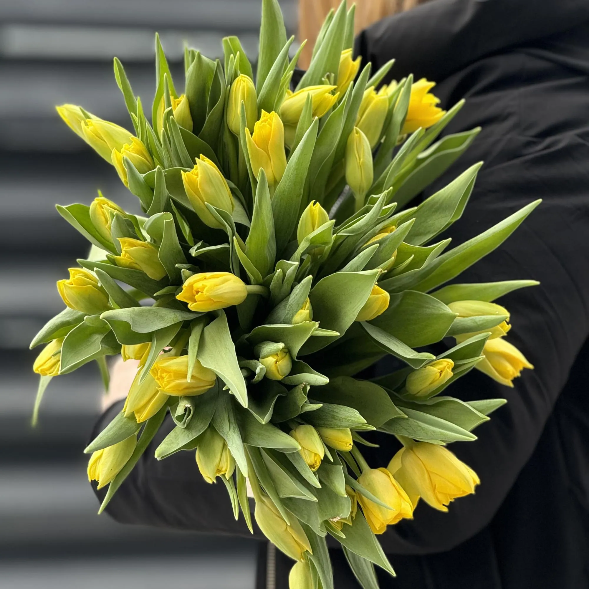 37 жёлтых тюльпанов