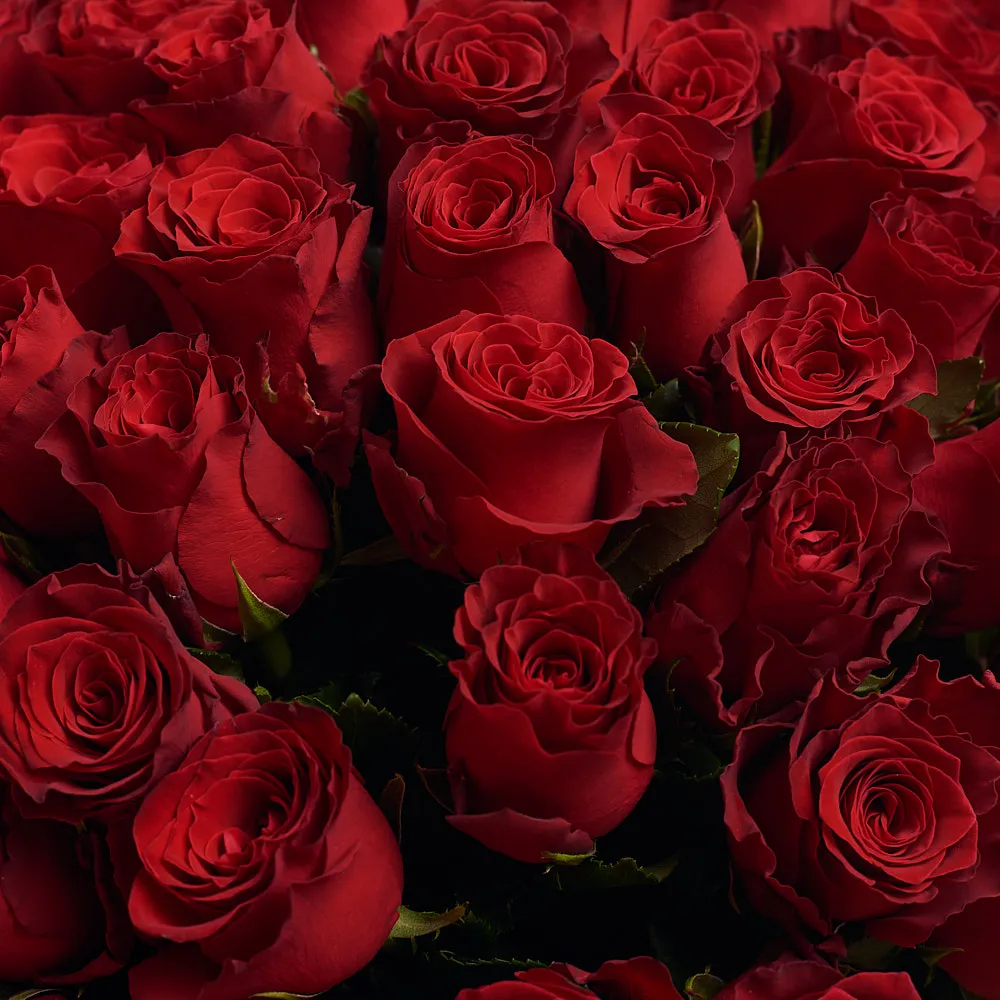 Букет из 51 гранатово-красной розы (60 см)