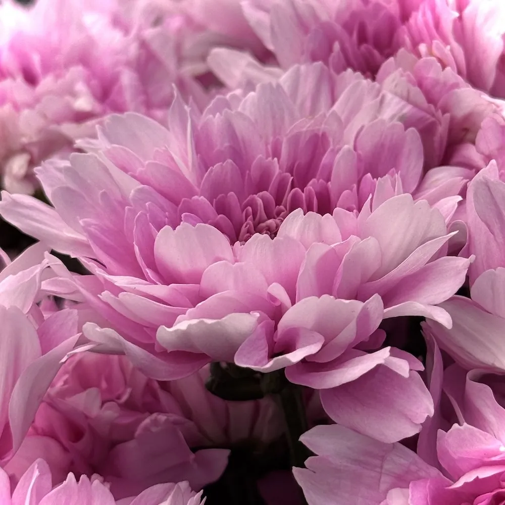 Букет из 13 хризантем